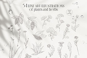 PLANTS & HERBS illustrations set, a Healthcare Illustration by Yuliia Lashevska (Thumbnail 2 of 14)