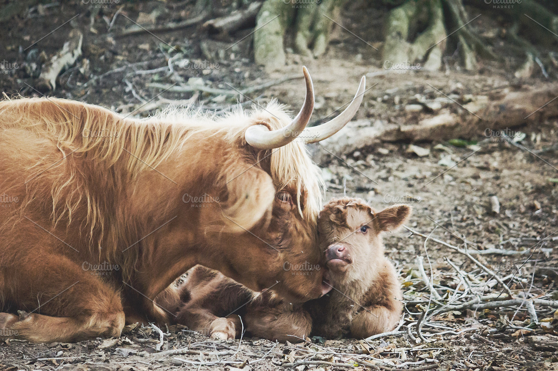 Mother And Child Featuring Animals Mother And Child And Calf