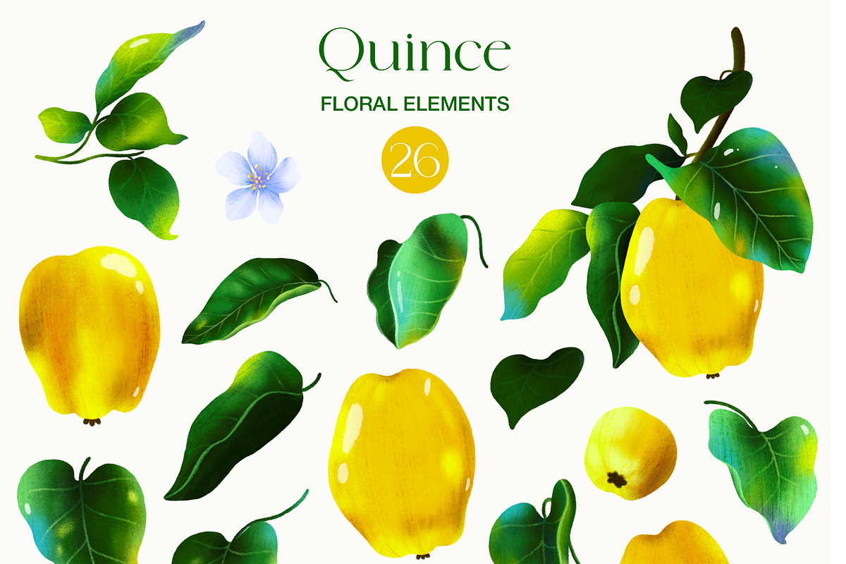 Quince fruit and leaves clipart, a Food Illustration by Harmony Draws (Photo 2 of 7)