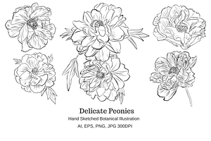Delicate Peonies