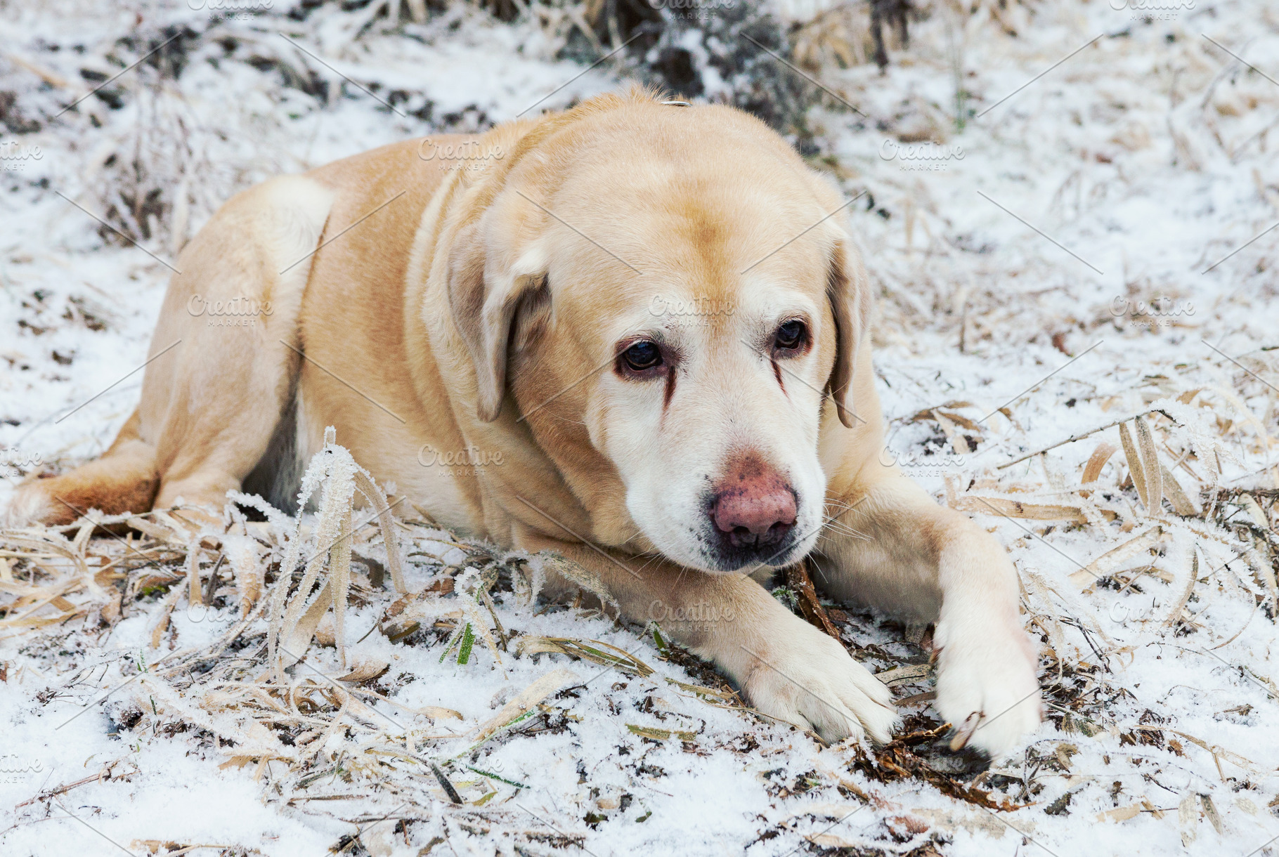Golden labrador retriever dog in win, an Animal Photo by BOOCYS