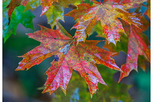 Autumn leaves show vibrant hues of, a Background Photo by Lukas Jonaitis SHOP