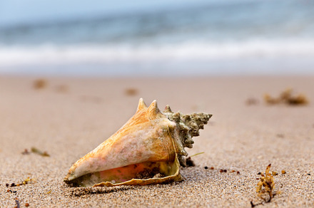 Tropical sea shell in the morning