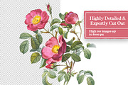 Vintage Flowers Digital Collage Pack, an Object Graphic by Collage Supply Co (Thumbnail 3 of 3)