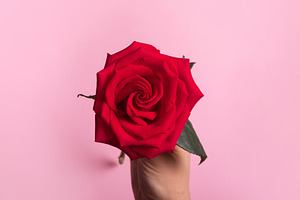 Red Rose on Pink Background, a Nature Photo by Ales Munt