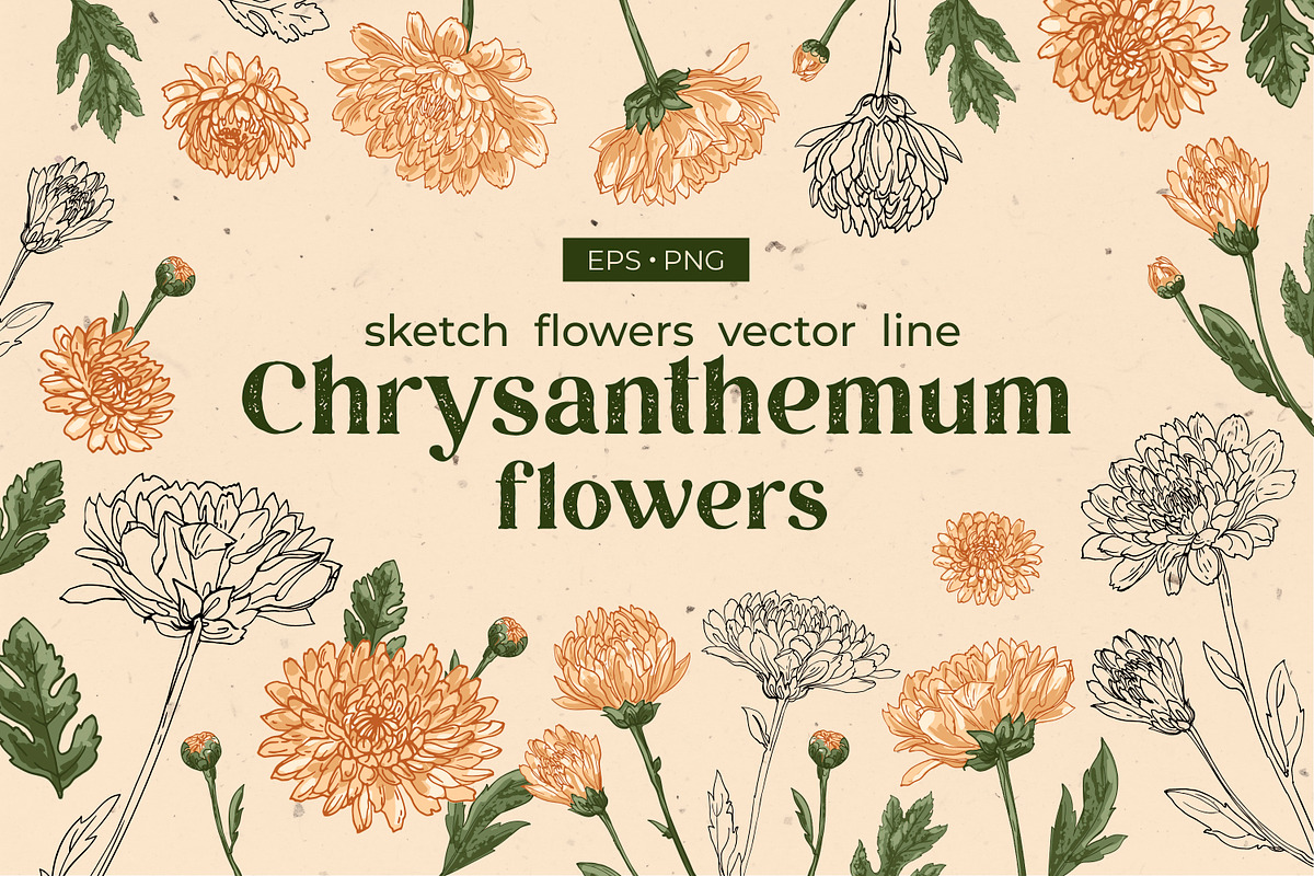 Flowers. Chrysanthemums, an Illustration by irina.vaneeva (Photo 1 of 8)