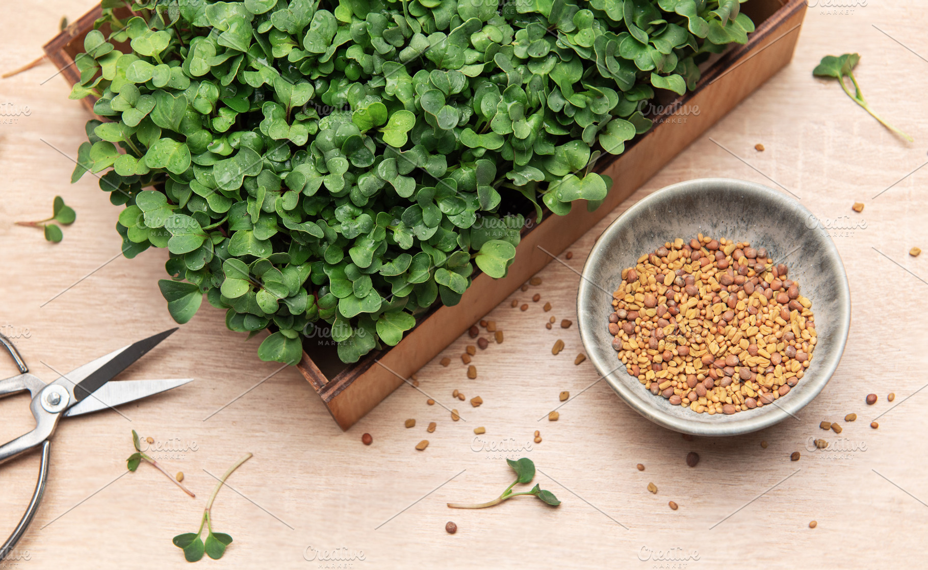 Fresh microgreens growing in wooden box with seeds and scissors, a Food & Drink Photo by Olena Rudo