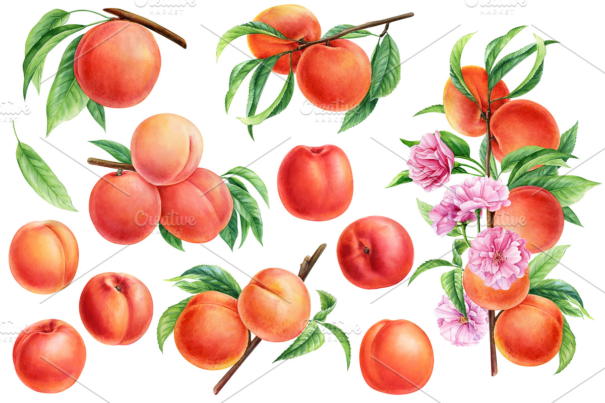 Fruits and berries, an Illustration by Hanna Hryharenka (Photo 4 of 16)