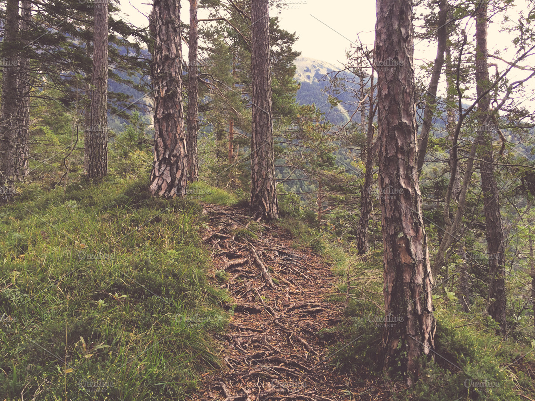 Forest Path in Nature Landscape