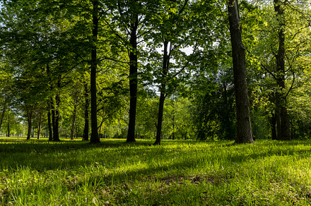 park with green grass and beautiful trees with green foliage in the summer, bri