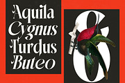 Mactge Modern Serif Display Font, a Serif Font by timelesstype.co (Thumbnail 5 of 20)