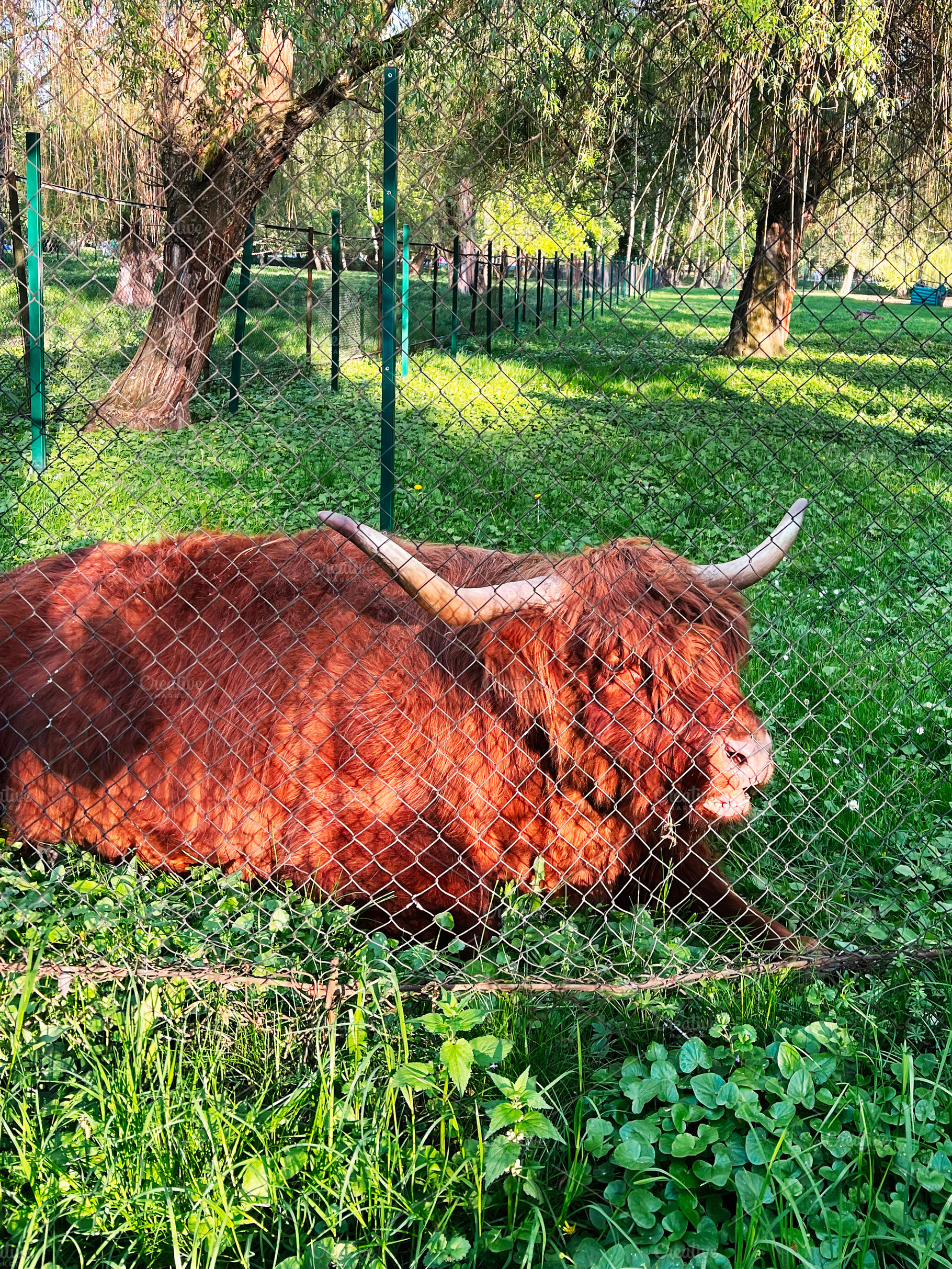 Highland cattle resting in a green pasture inside a secure enclosure, a Photo by AS photostudio