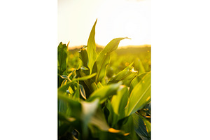 Close-up of corn leaf in bright, a Nature Photo by volodymyrshtun13795