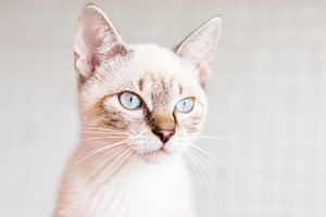White cat with light blue eyes.