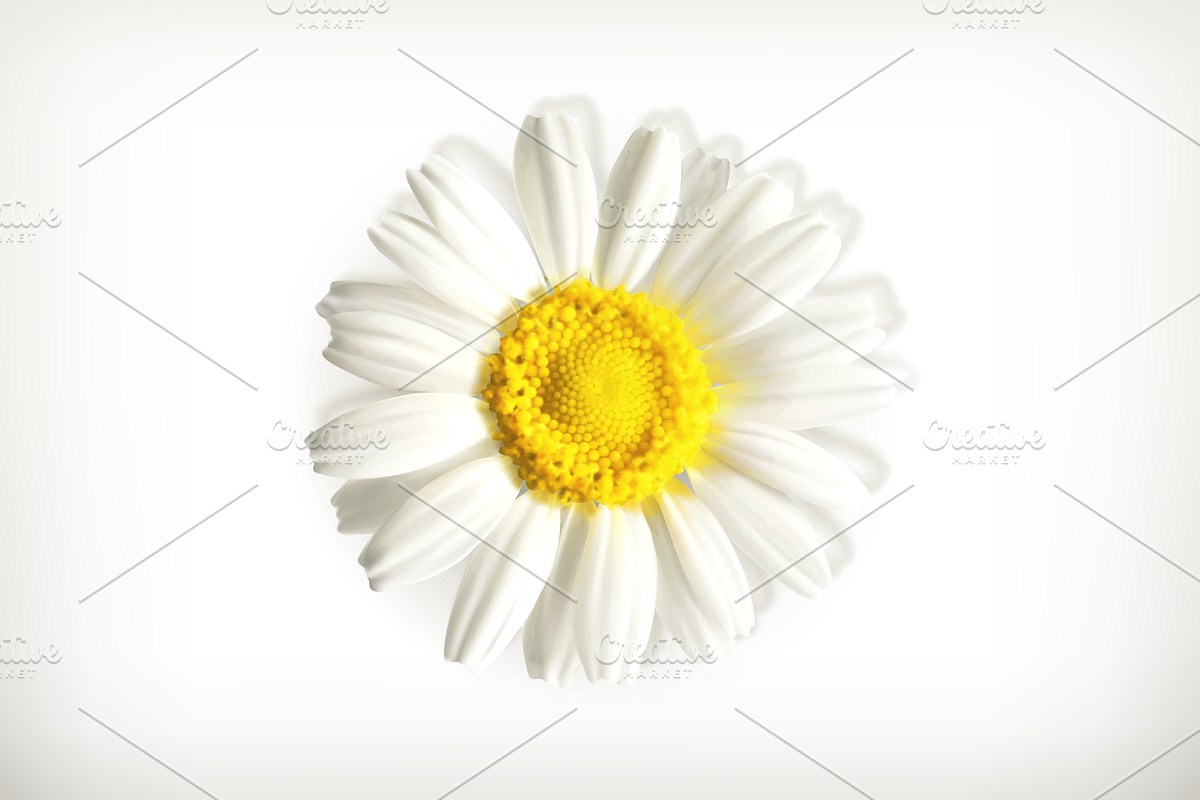 Chamomile icon