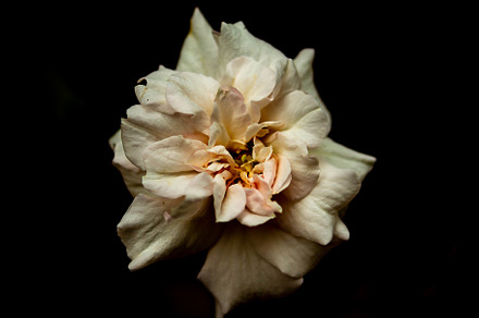 Depth stock photo containing florals and flower