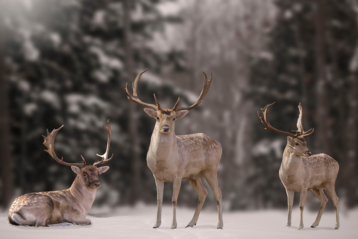 10 - Christmas Deer PNG Overlays, an Object Graphic by DareToDream (Photo 2 of 4)