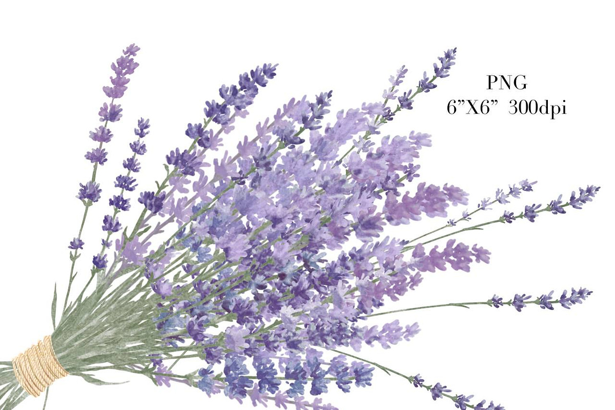 Lavender watercolor flower clipart., a Decorative Illustration by NKTKNS (Photo 5 of 7)