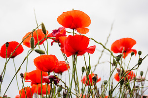 Poppies stock photo containing flower and spring