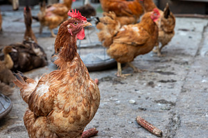 Free Range Chickens Outdoors, an Animal Photo by Ales Munt