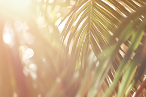 Blurred sunlight filtering through t, a Photo by Dvoevnore photos