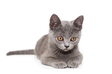 Beautiful russian blue  kitten containing cut out, sweet, and pretty, an Animal Photo by Okssi68