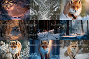 90 Cinematic Fox Stock Photos, an Animal Photo by Incomelion (Thumbnail 10 of 15)