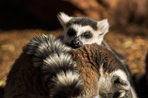 Group of ring-tailed lemurs resting, an Animal Photo by Perpis