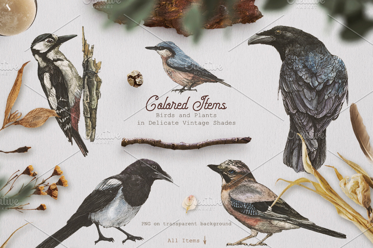 Nordic Birds Ink & Watercolor Set, an Illustration by Fluffy Unicorn (Photo 4 of 12)