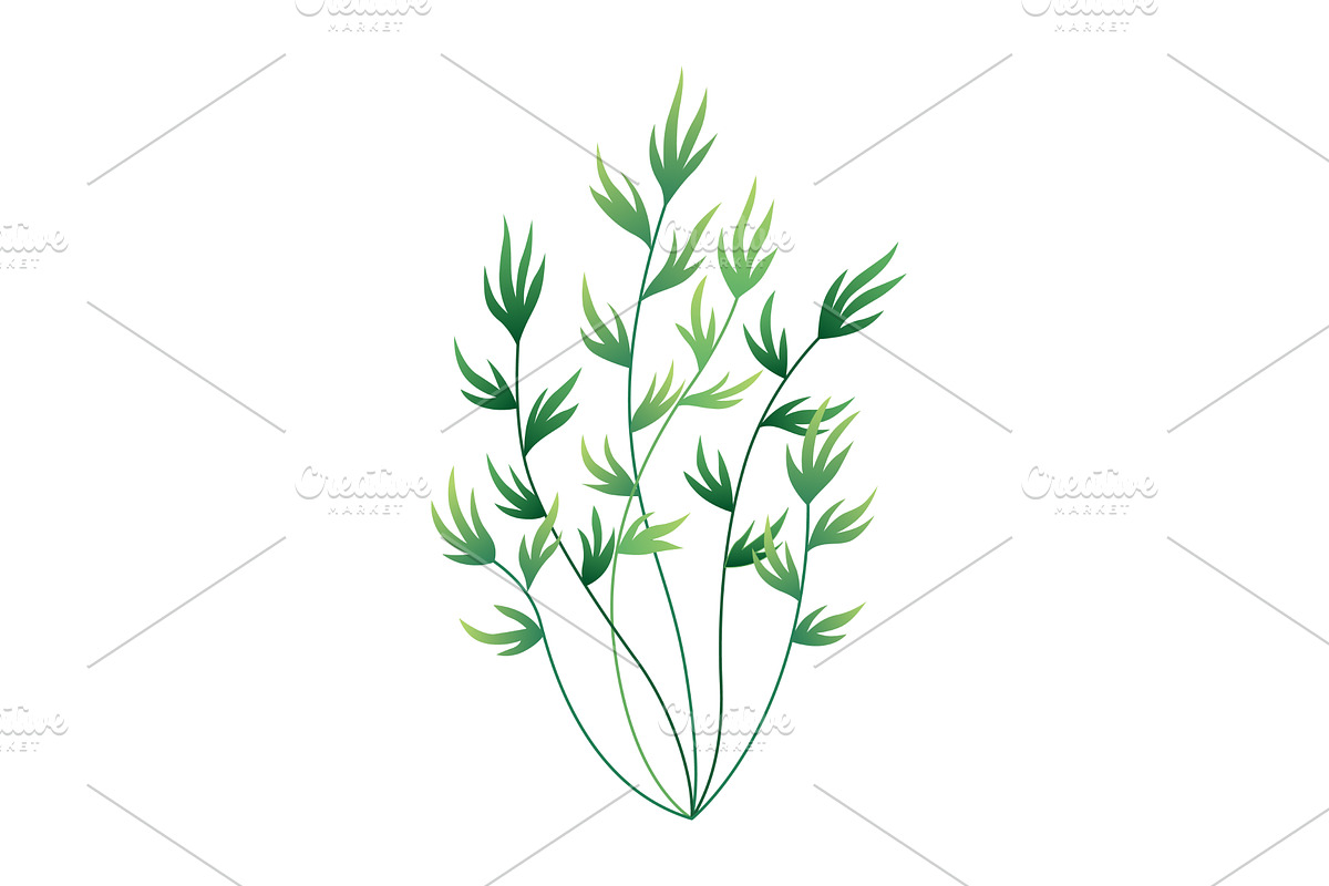 Seaweed and corals isolated on white, an Animal Illustration by the8monkey