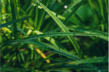 Water drops on grass leaves, a Nature Photo by yanadjana