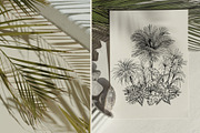 Tropical black& white plants, a Decorative Illustration by Jeanna Draw (Thumbnail 12 of 17)