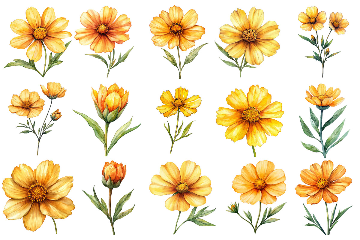 Coreopsis Flower Watercolor Clipart, an Illustration by Watercolor design (Photo 2 of 10)
