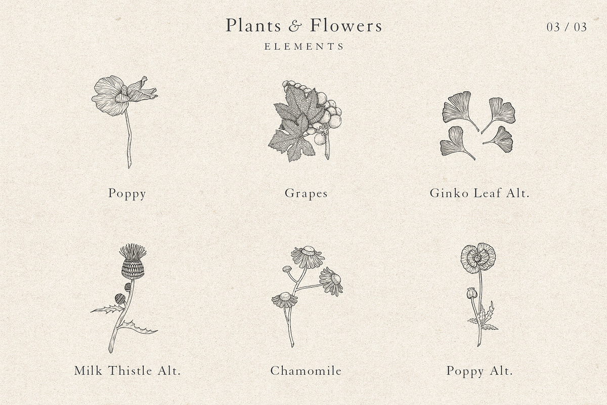 Plants & Flowers Collection, a Decorative Illustration by Sinclair Creative Agency (Photo 6 of 8)