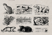 Vintage Bundle 2500+ Free Update, an Animal Illustration by Retro Machine (Thumbnail 164 of 170)