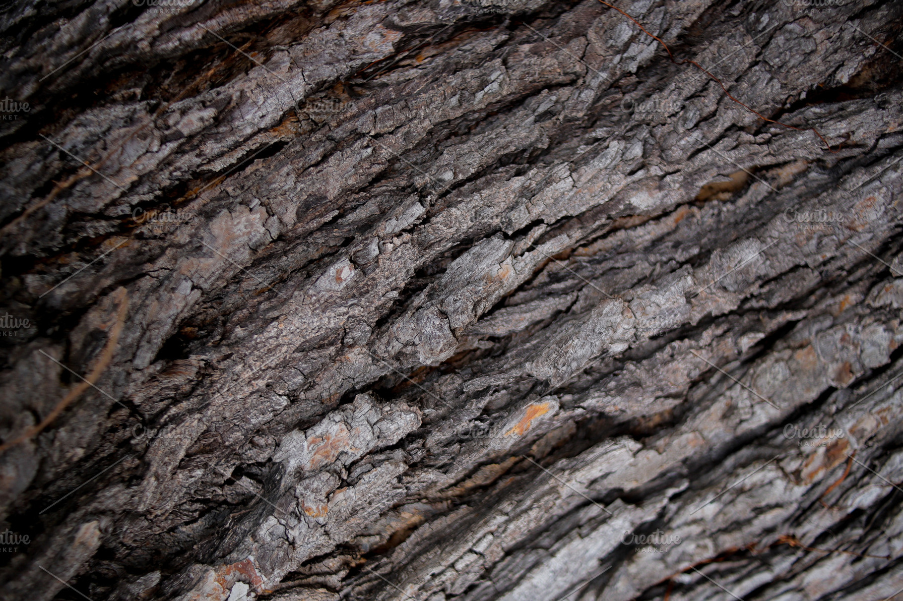 Close-Up of Rough Tree Bark Texture, an Abstract Photo by bastera