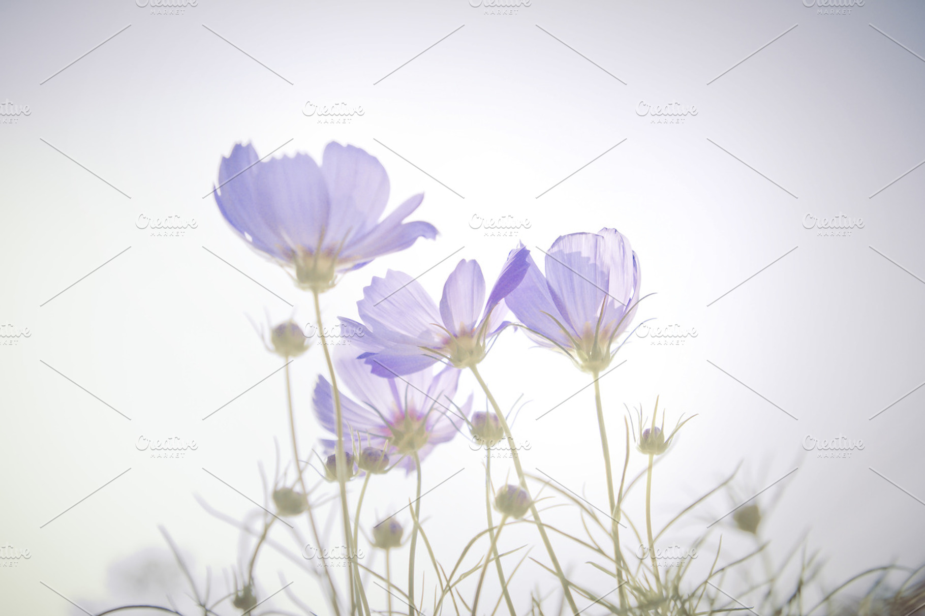 Dreamy blue cosmos flowers, a Nature Photo by Cozine