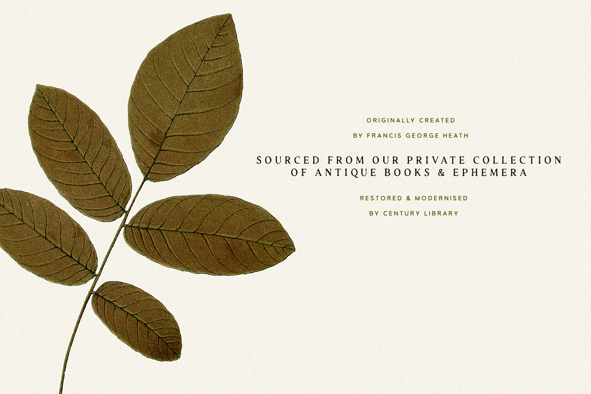 Autumn Leaves Clipart - 59 Images, an Object Illustration by Century Library (Photo 4 of 10)