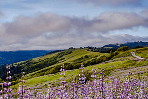 Purple Wildflowers and Coastal Hills, a Nature Photo by Jillian Butolph