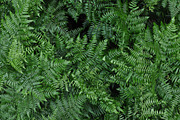 FERN FLOOR, a Nature Photo by KABSPHOTOGRAPHY (Thumbnail 2 of 2)