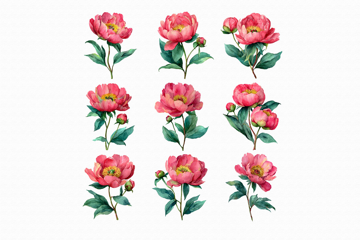 Watercolor Peony Clipart, an Illustration by Libby Wishes (Photo 4 of 4)