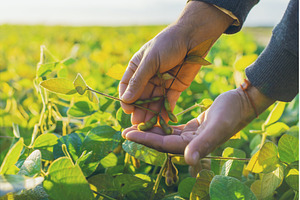 Soybeans growing in a field, a Nature Photo by yanadjana