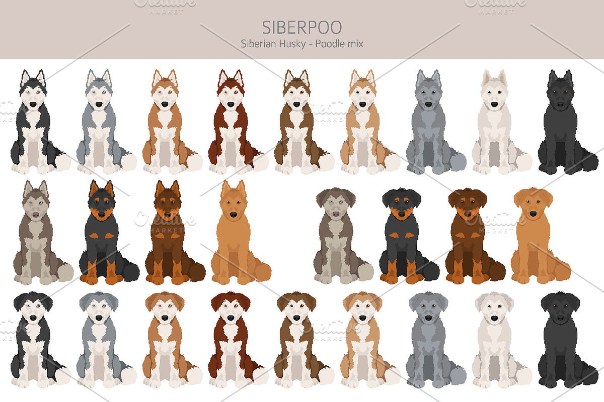 Siberpoo (Siberian Husky Poodle mix), an Animal Illustration by pet design shop (Photo 3 of 6)