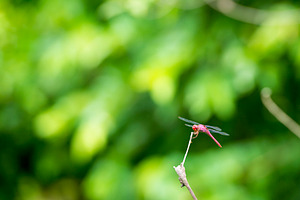 Dragonfly On Branch, an Animal Photo by THP Creative