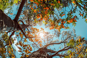 98 Trees view from below, a Nature Photo by Handmadefont (Thumbnail 57 of 98)