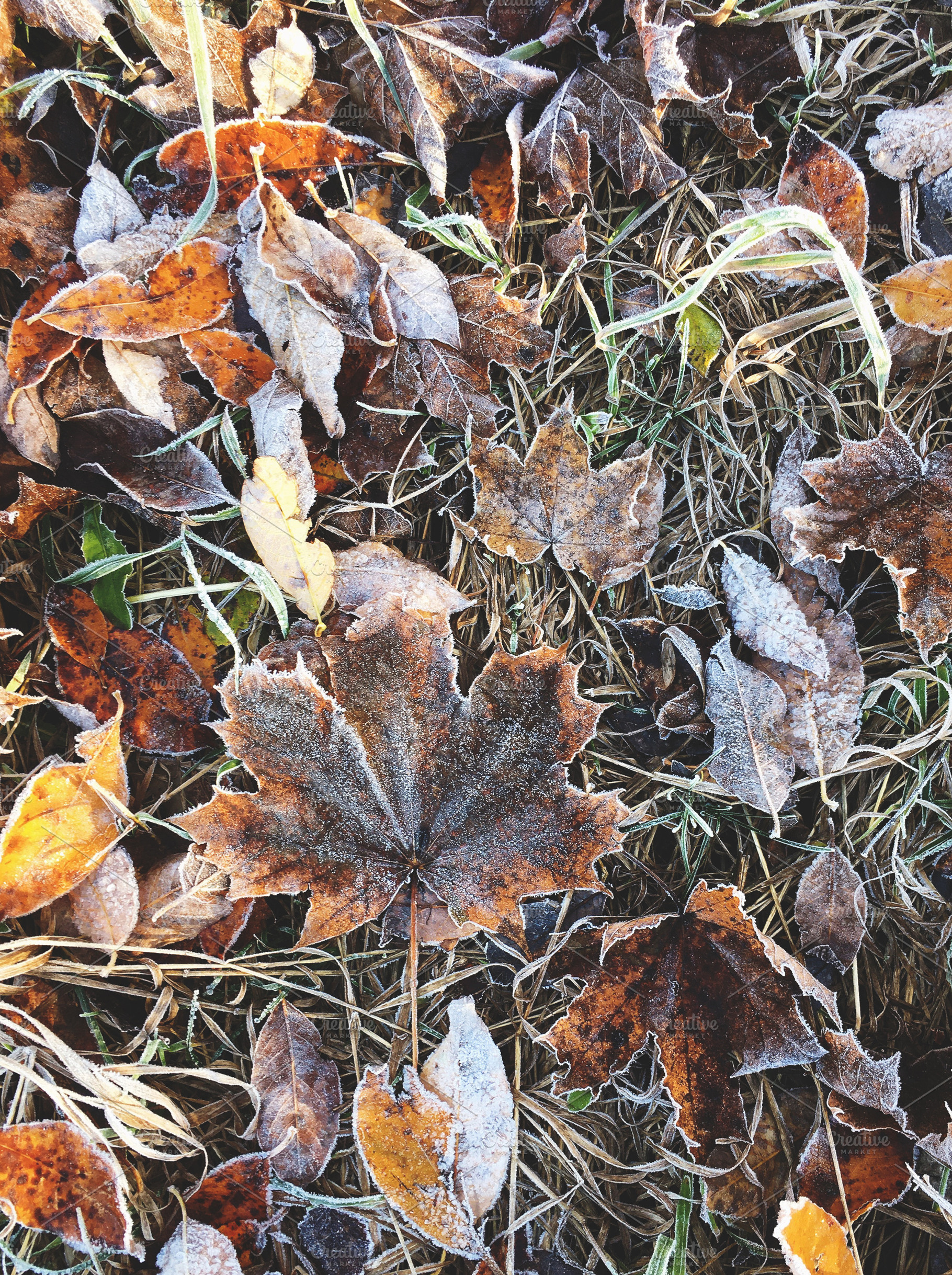 Frozen dry fallen maple leaves., a Nature Photo by rorygez fresh