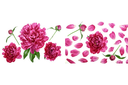 pink peony flower isolated on white, a Nature Photo by NataPhoto