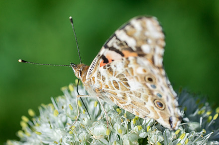 Butterfly on blossom flower in green, an Animal Photo by AlexBush