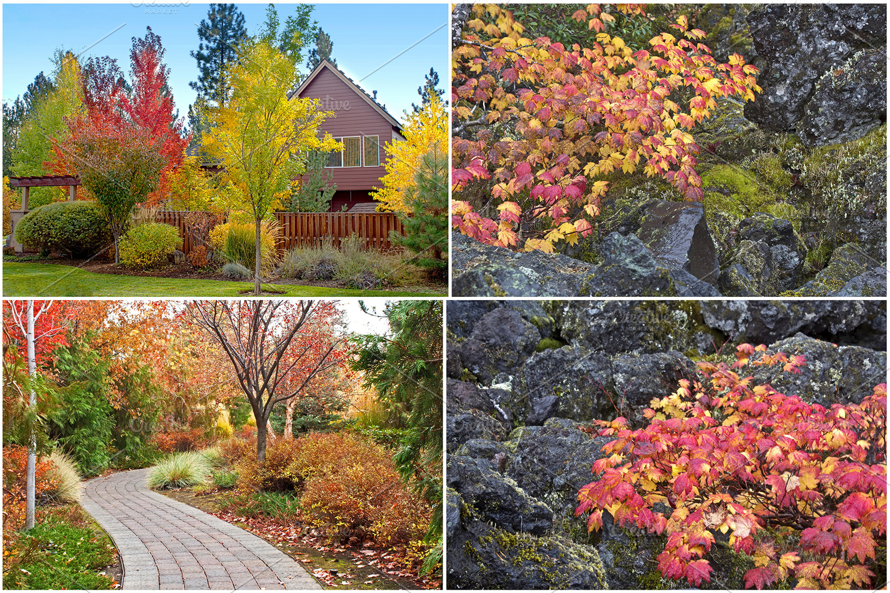 10+ Autumn Photos, a Nature Photo by TrueMitra Designs