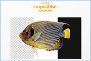 Vintage tropical fish illustrations, an Animal Illustration by Natalka Dmitrova art (Thumbnail 8 of 12)